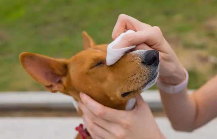 Tempo seco afeta saúde de cães e gatos; saiba amenizar efeitos da baixa umidade