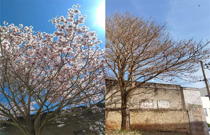 ‘Calendário’ de floração dos ipês pode variar pelas mudanças climáticas