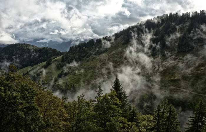 Árvores estão se movendo para o alto das montanhas em resposta às mudanças climáticas
