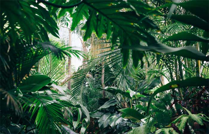 Florestas tropicais estão ficando muito quentes e reduzindo a fotossíntese