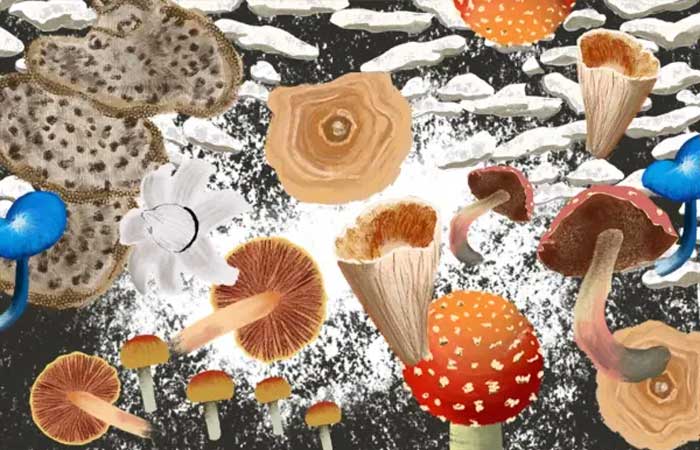 A vida secreta dos fungos presentes em praticamente todos os pontos do planeta