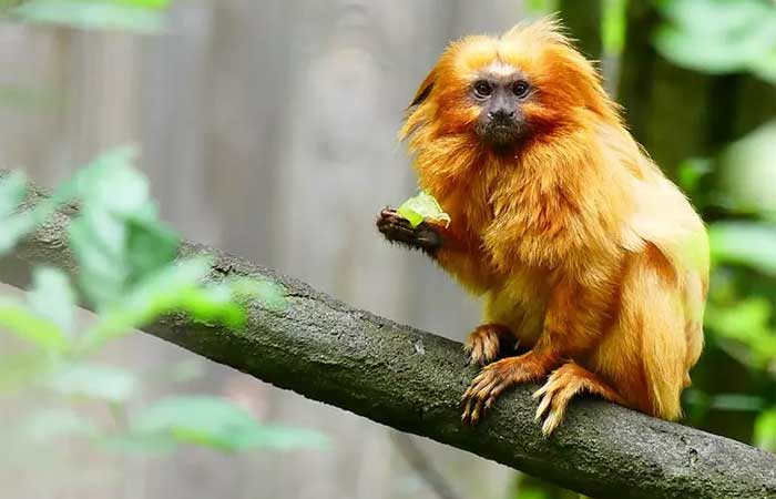 População de micos-leões-dourados se recupera após quase ser extinta