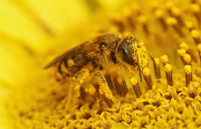 Pólen: por que a substância produzida pela abelha faz tão bem para a saúde?