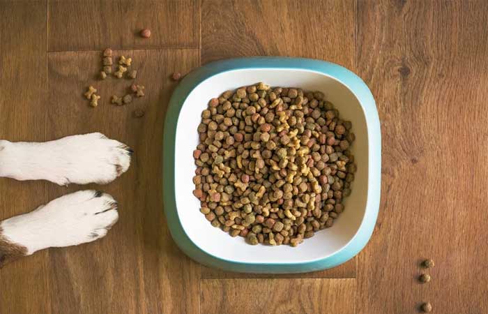 Com que frequência a tigela de comida e de água do seu cachorro deve ser limpa?
