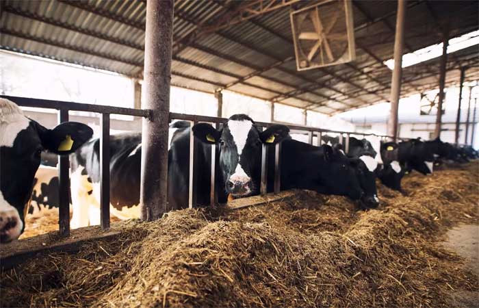 Oito em cada 10 vacas no mundo já apresentam sintomas de estresse causado pelo calor; animais no Brasil devem sofrer mais