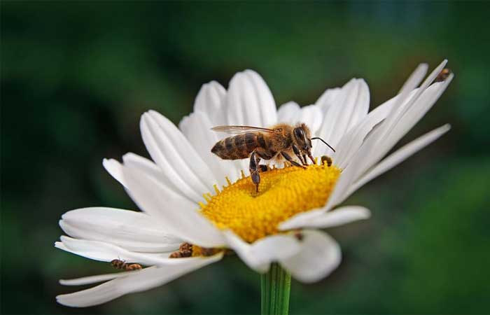 Investigadores descobrem que as abelhas podem tomar decisões melhor e mais rapidamente do que nós
