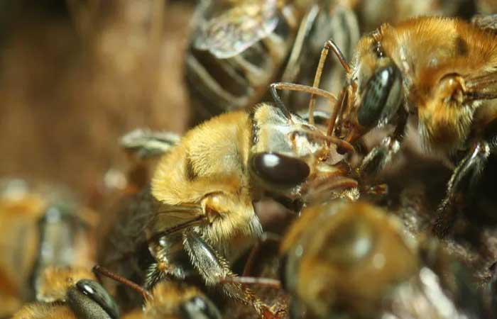 Atividades humanas afetam comunicação entre abelhas