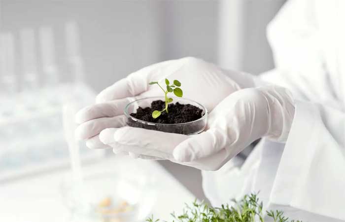 Cientistas cultivaram sementes no espaço para adaptação às mudanças climáticas