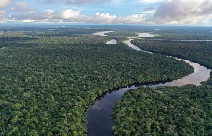 Dia da Amazônia: a importância da maior floresta tropical do planeta