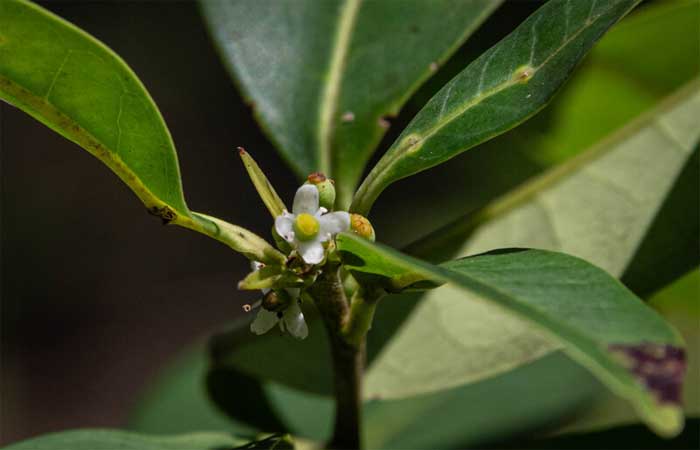 Redescoberta no Brasil espécie de azevinho que não era avistada há quase 200 anos