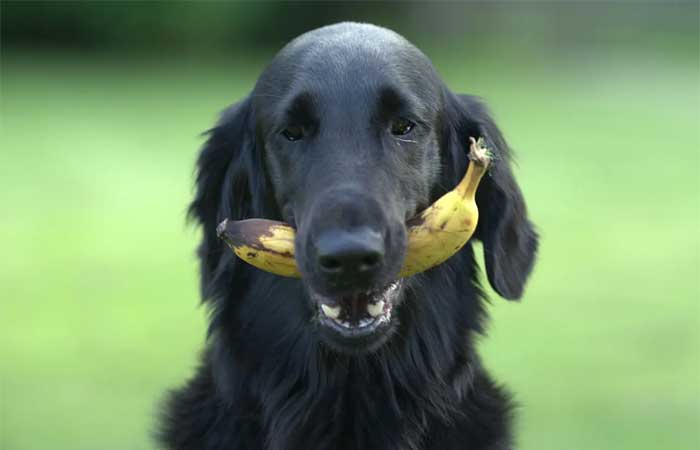 Alimentação natural para cães: dicas e cuidados