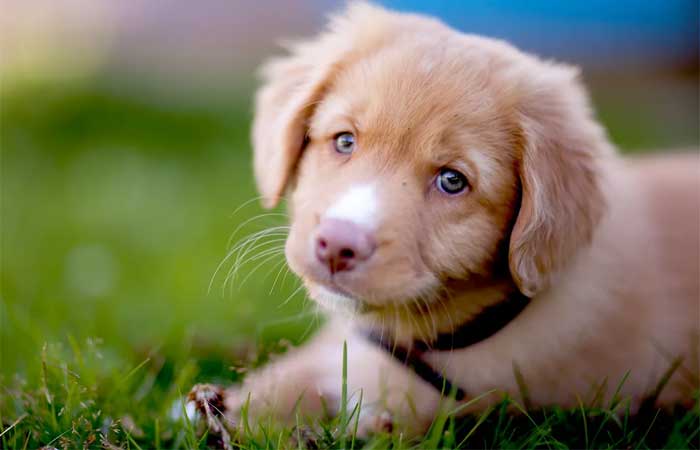 Especialista aponta cinco motivos para amarmos tanto nossos cães