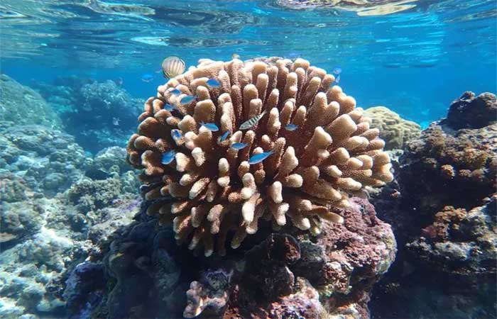 Pesquisadores conseguem congelar e reviver corais pela primeira vez