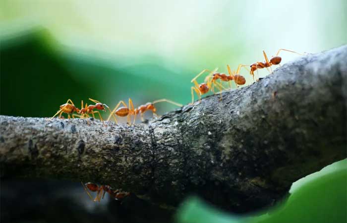 Formigas podem “enganar” detetives em investigações com cadáveres humanos