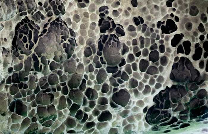 Mudanças climáticas podem tornar alguns tipos de fungo mais resistentes e letais