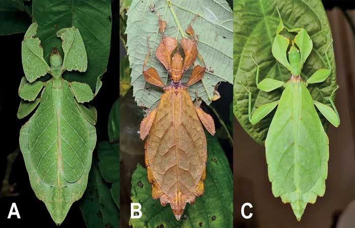 Cientistas identificam 7 espécies de insetos que “se disfarçam” de folhas