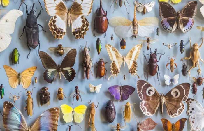 Saiba por que insetos são cruciais para vida na Terra