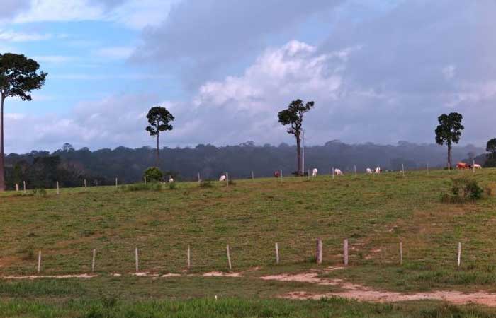 Microrganismos do solo também estão ameaçados por substituição de florestas por pastagens na Amazônia