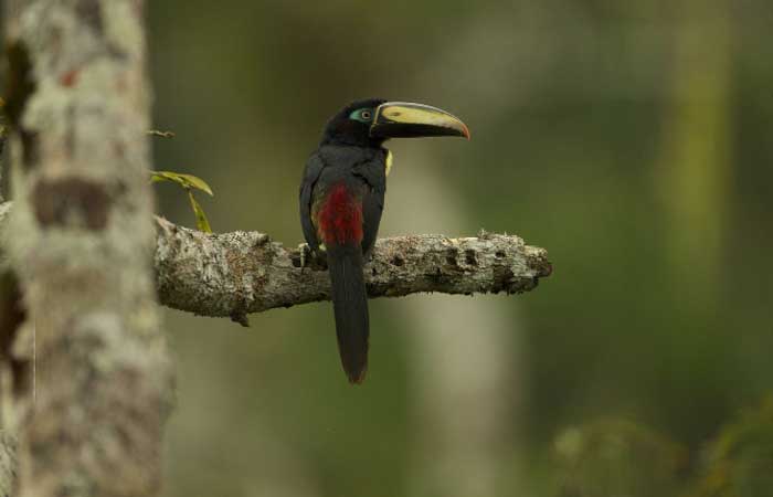 De arara-azul a pica-pau, conheça 5 aves brasileiras ameaçadas de extinção