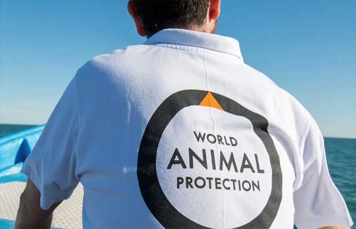 Proteção Animal Mundial convoca voluntários no Brasil