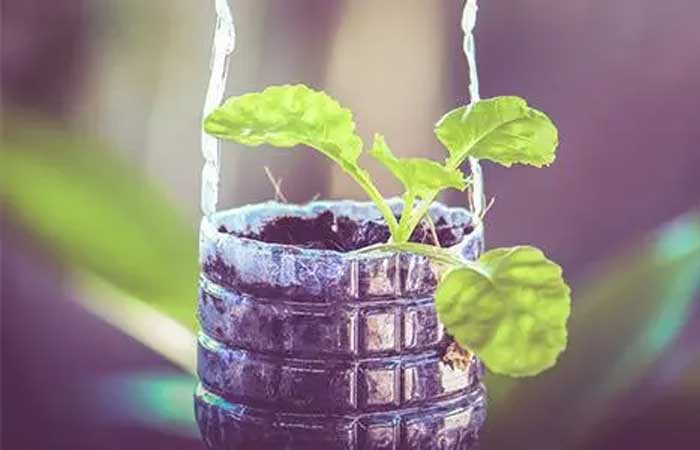 10 Plantas que Você pode Plantar em Garrafas Pet