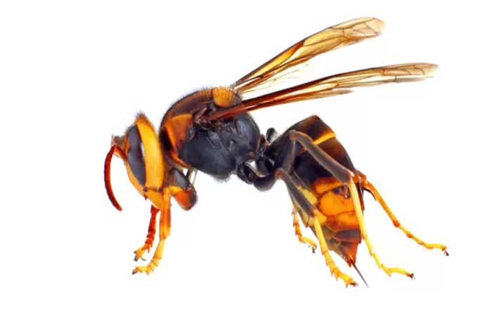 A vespa invasora que ameaça as abelhas do Reino Unido