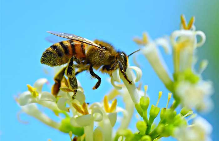Apicultura sustentável pode ajudar salvar abelhas da extinção