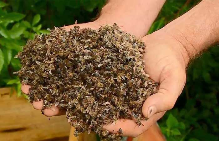 Agrotóxico banido na União Europeia dizima abelhas no Brasil