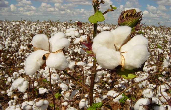 Nordeste mira mercados internacionais na produção de algodão