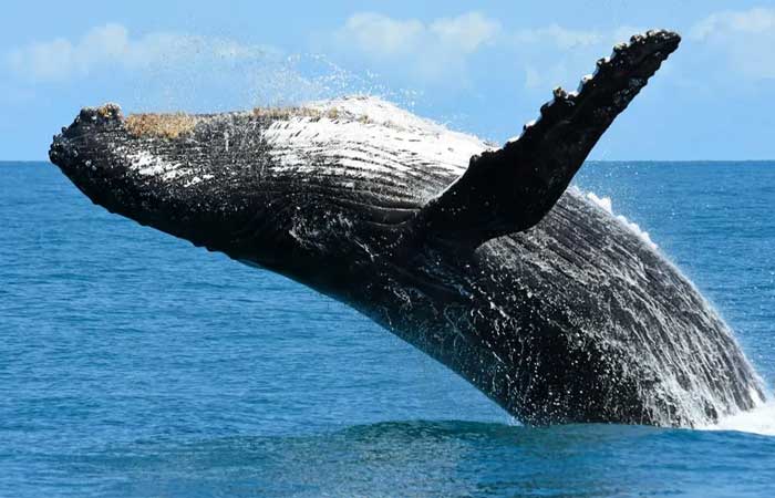 Gigantes dos mares e aliadas do clima: baleias enfrentam série de ameaças que precisam de atenção