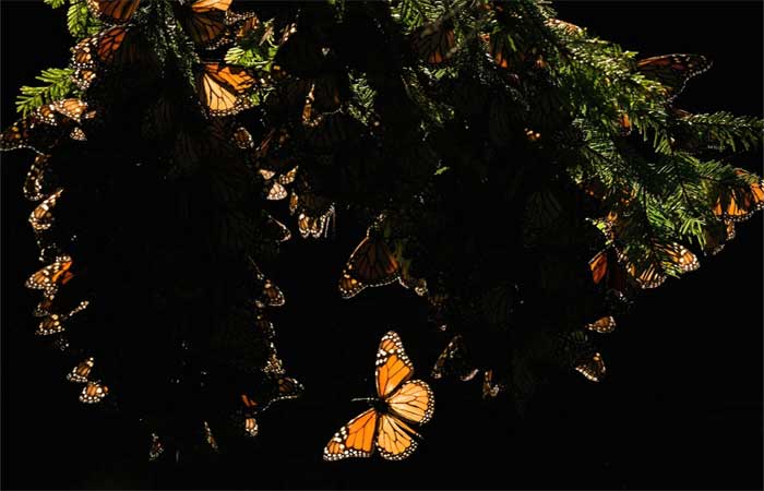 As borboletas-monarcas não estão mais ameaçadas de extinção, revertendo uma afirmação recente