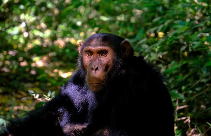 Chimpanzés selvagens também entram em menopausa, revela estudo