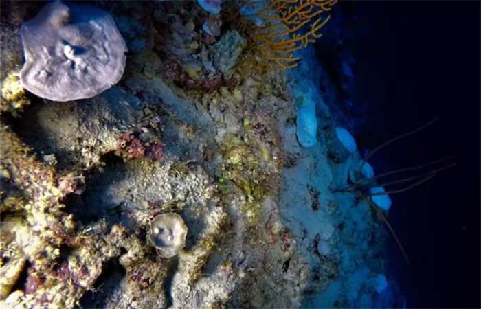 Recifes de coral com mais de 90 metros de profundidade sofreram um branqueamento sem precedentes
