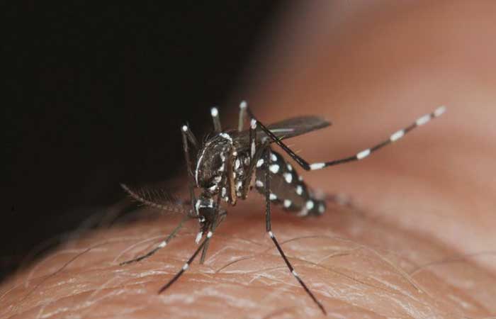 Chegada de espécie prima do mosquito da dengue a cidades preocupa saúde