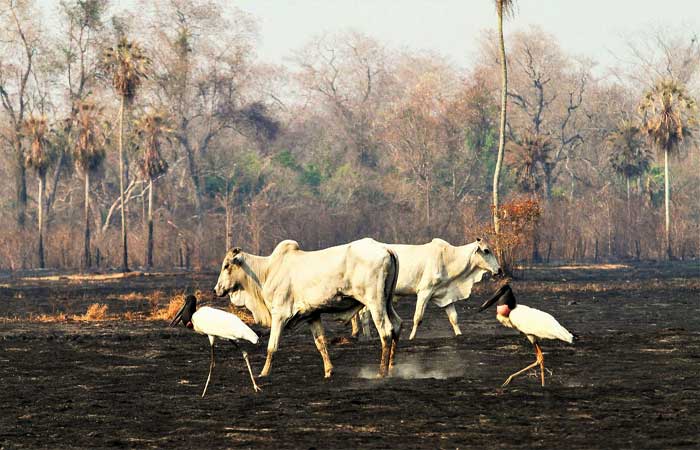 Novas tendências no uso da terra ameaçam a pecuária tradicional no Pantanal