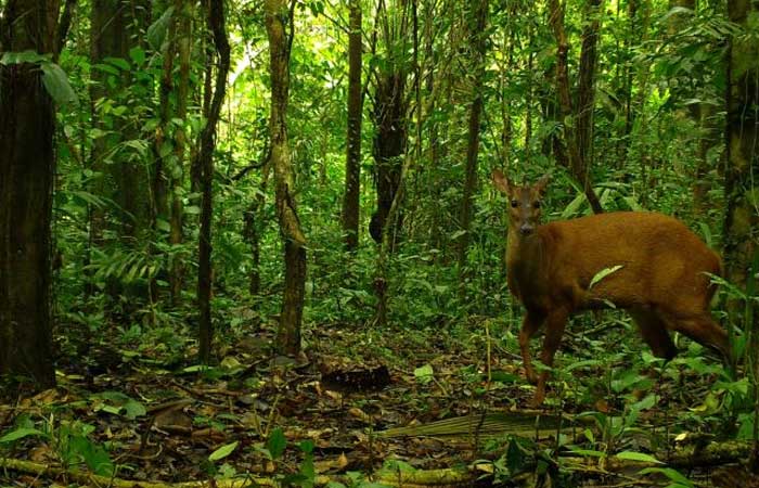Caça de subsistência tem baixo impacto sobre biodiversidade de Unidades de Conservação na Amazônia