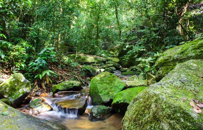 Prática criada no Japão, ‘banho de floresta’ ganha adeptos no Brasil e pode entrar no SUS