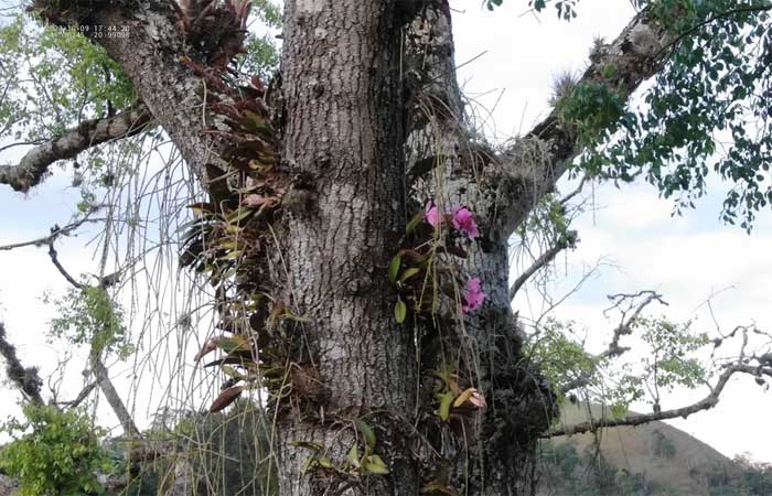 Pesquisadores usam drone e descobrem orquídea ameaçada de extinção em árvore centenária