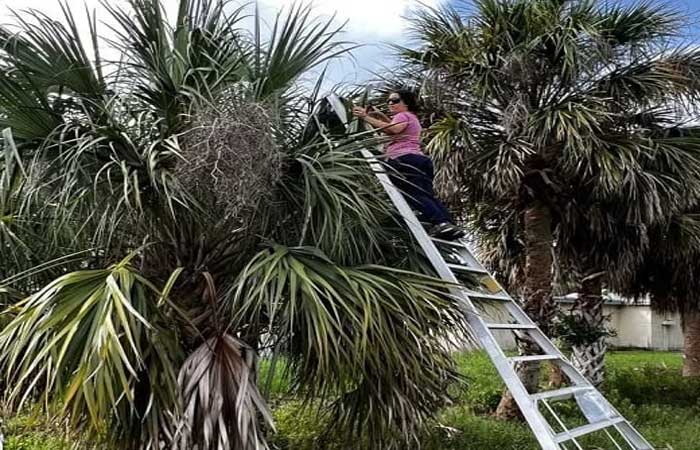 Palmeira infectada com bactéria letal libera gases que alertam plantas vizinhas sobre ameaça