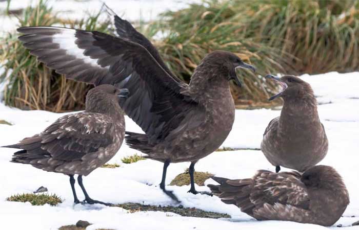 Gripe aviária chegou oficialmente à Antártica, alertam cientistas