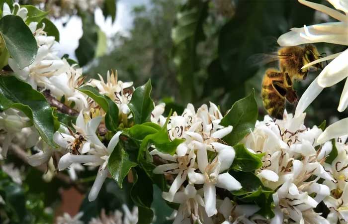Abelhas treinadas podem fazer cafeicultura produzir mais