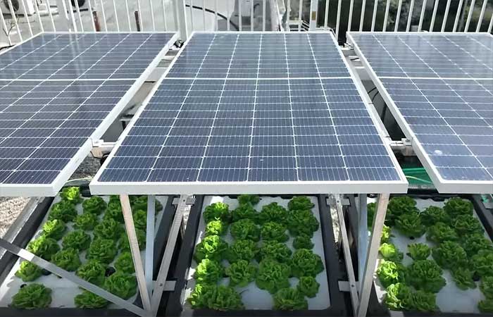 Sistema combina energia solar e hidroponia em tetos verdes