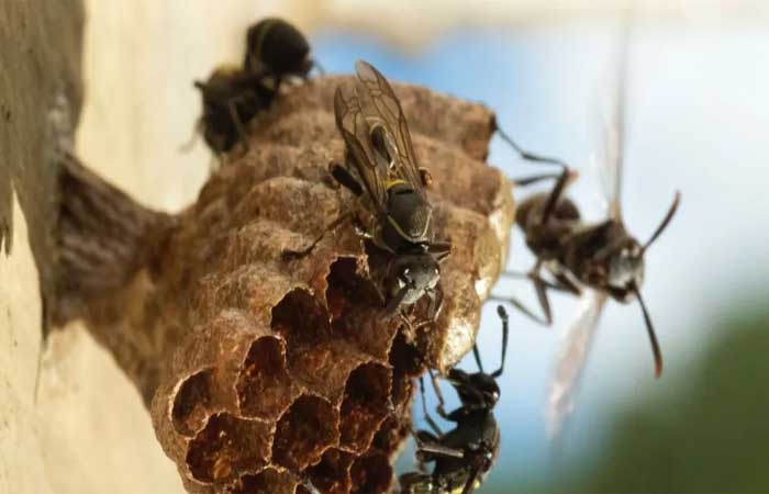 Biopesticidas aumentam mortalidade de vespas sociais