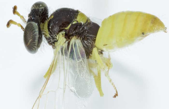Duas espécies de abelhas tornam-se uma só e os investigadores resolvem o enigma da identidade