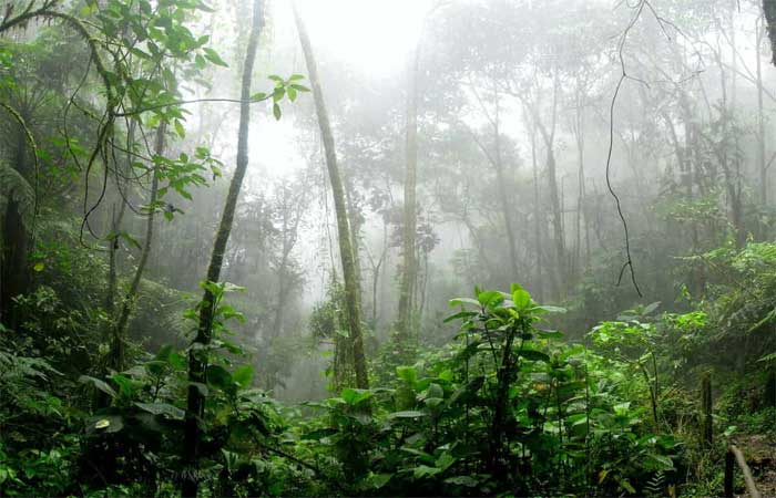 Megaprojeto científico quer desvendar a origem da Amazônia
