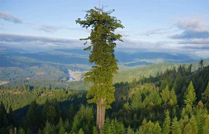 Esta é a árvore mais alta do mundo. Tem 115 metros e mais de 800 anos