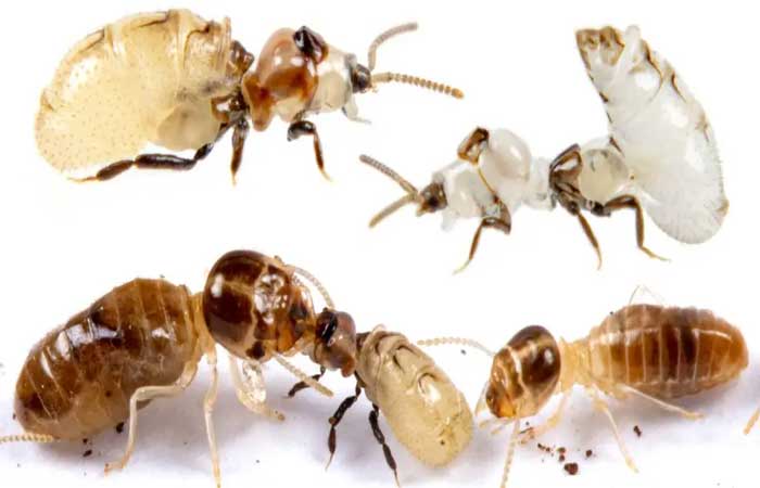 Besouro que finge ser cupim é descoberto na Austrália