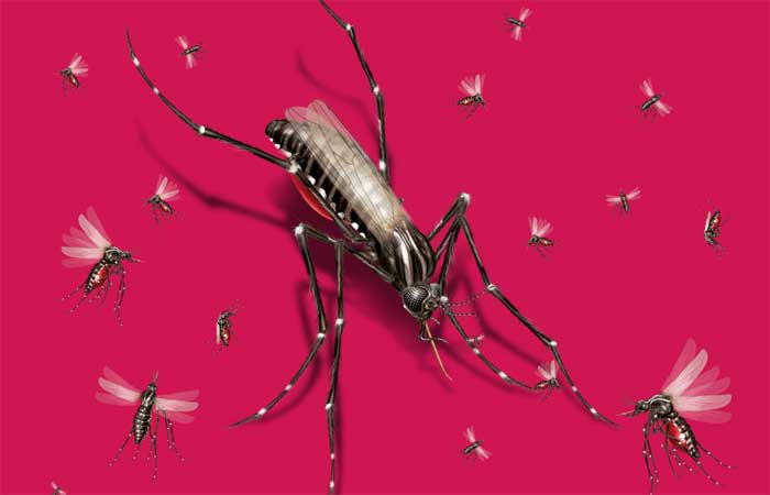 Com mudanças climáticas, doenças causadas por mosquitos avançam pelo mundo