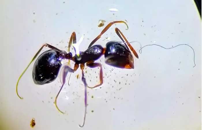 Formigas são vistas presas em resíduos plásticos em registro inusitado