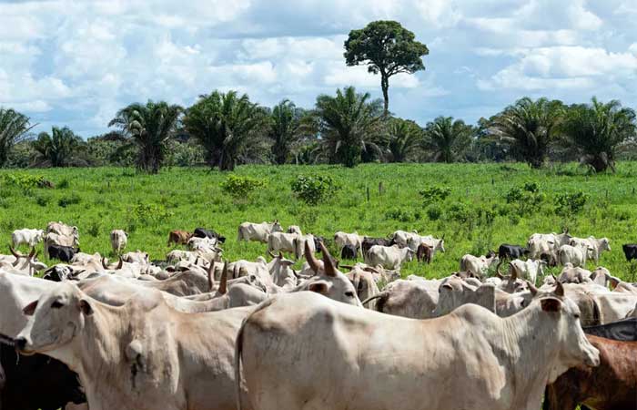A carne nossa de cada dia: Radar Verde traz retrato da (in) sustentabilidade da pecuária na Amazônia